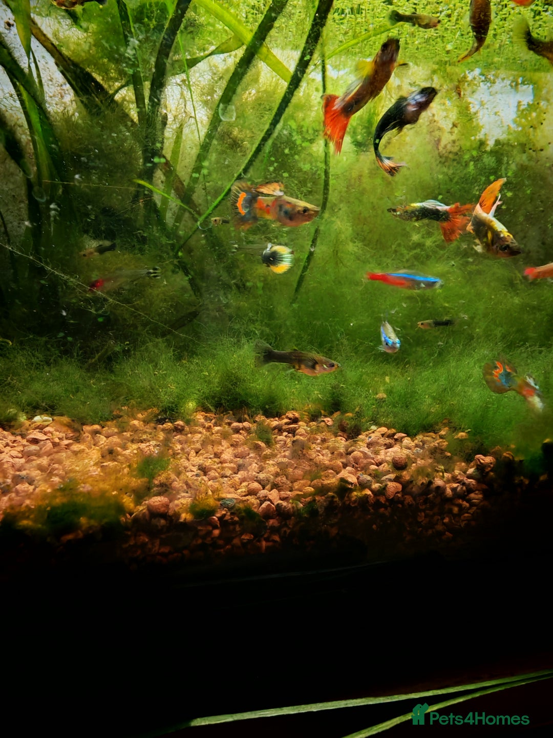 Live Bearers fish for sale: Guppy fry - Image 10