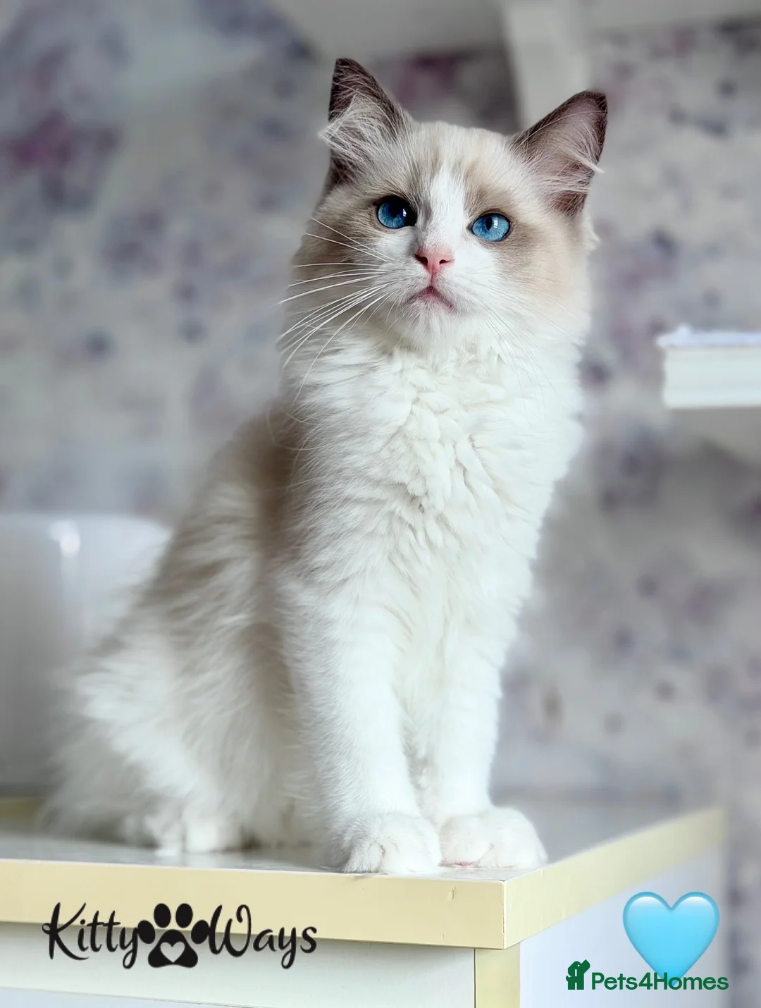 Ragdoll cats for sale: 🐾🩷*TICA REG* EU RAGDOLL KITTENS🌟 DNA CLEAR 🩵🐾 - Advert 14