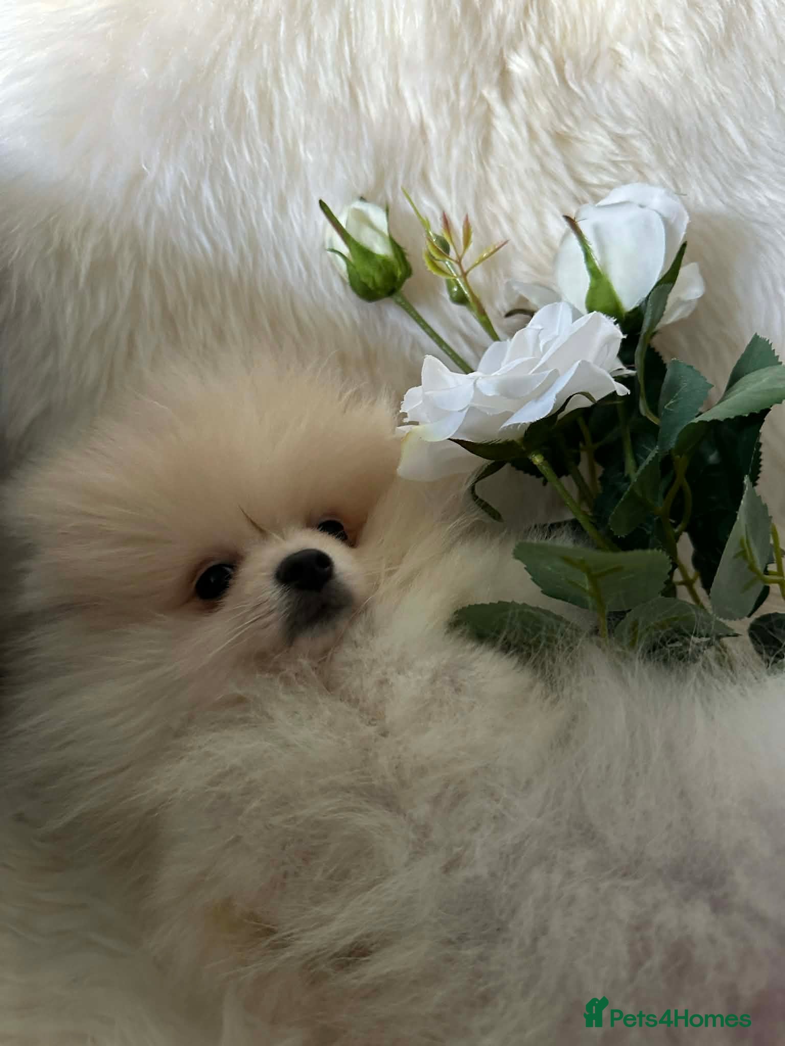 Pomeranian dogs Exceptional White Pomeranian male – Top Pedigree in London - Advert 13