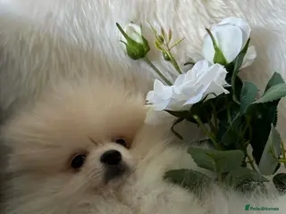 Pomeranian dogs Exceptional White Pomeranian male – Top Pedigree in London - Advert 13