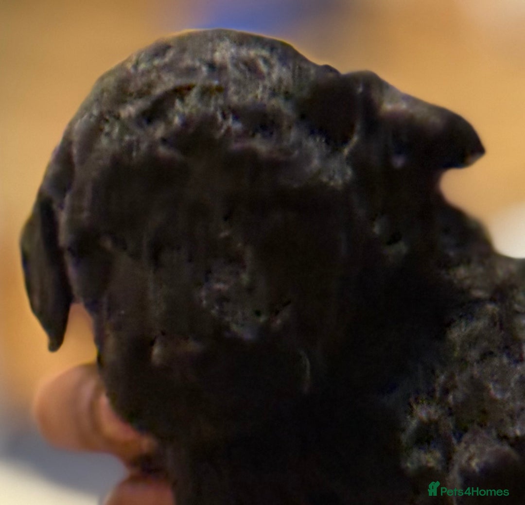 Cockapoo dogs for sale: F1 Cockapoo's - Image 17