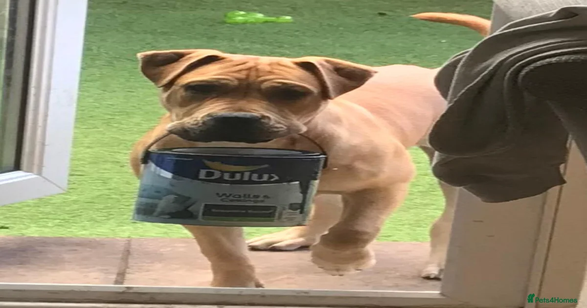 Mixed Breed Puppies for sale in Swindon, Swindon | Pets4Homes