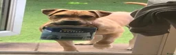 Mixed Breed dogs for sale: 1 yr old trained Female/Bitch  in Yateley - Advert 1