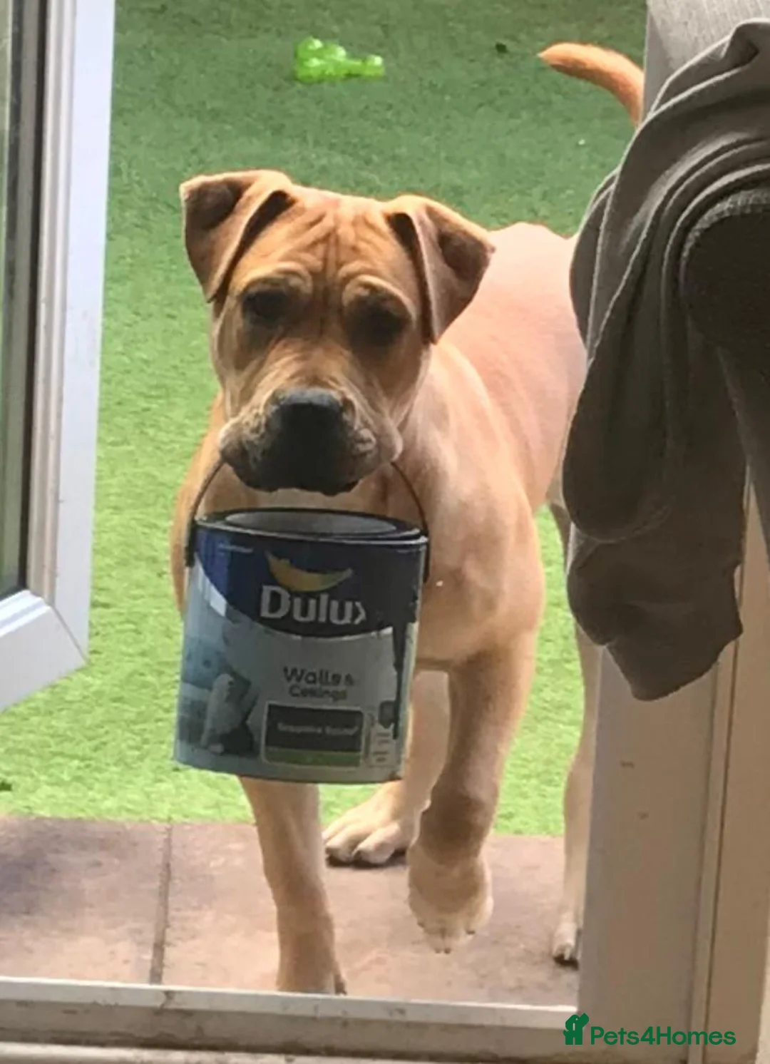 Mixed Breed dogs for sale: 1 yr old trained Female/Bitch  in Yateley - Advert 1