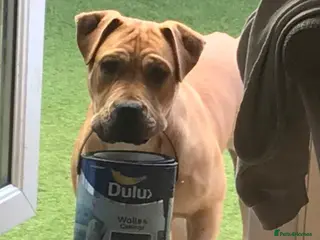 Mixed Breed dogs 1 yr old trained Female/Bitch - Advert 1