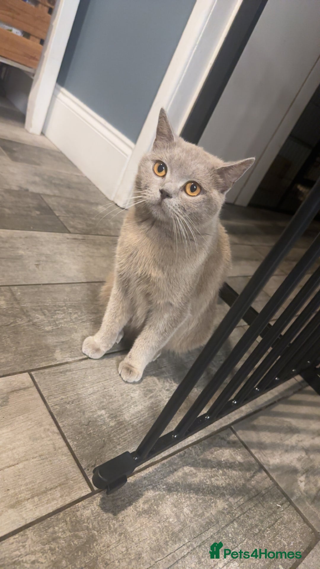 British Shorthair cats for sale: British Shorthhair Kittens  - Image 6