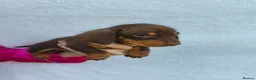 Miniature Dachshund dogs for sale: Super small miniature dachshund kc - Advert 9