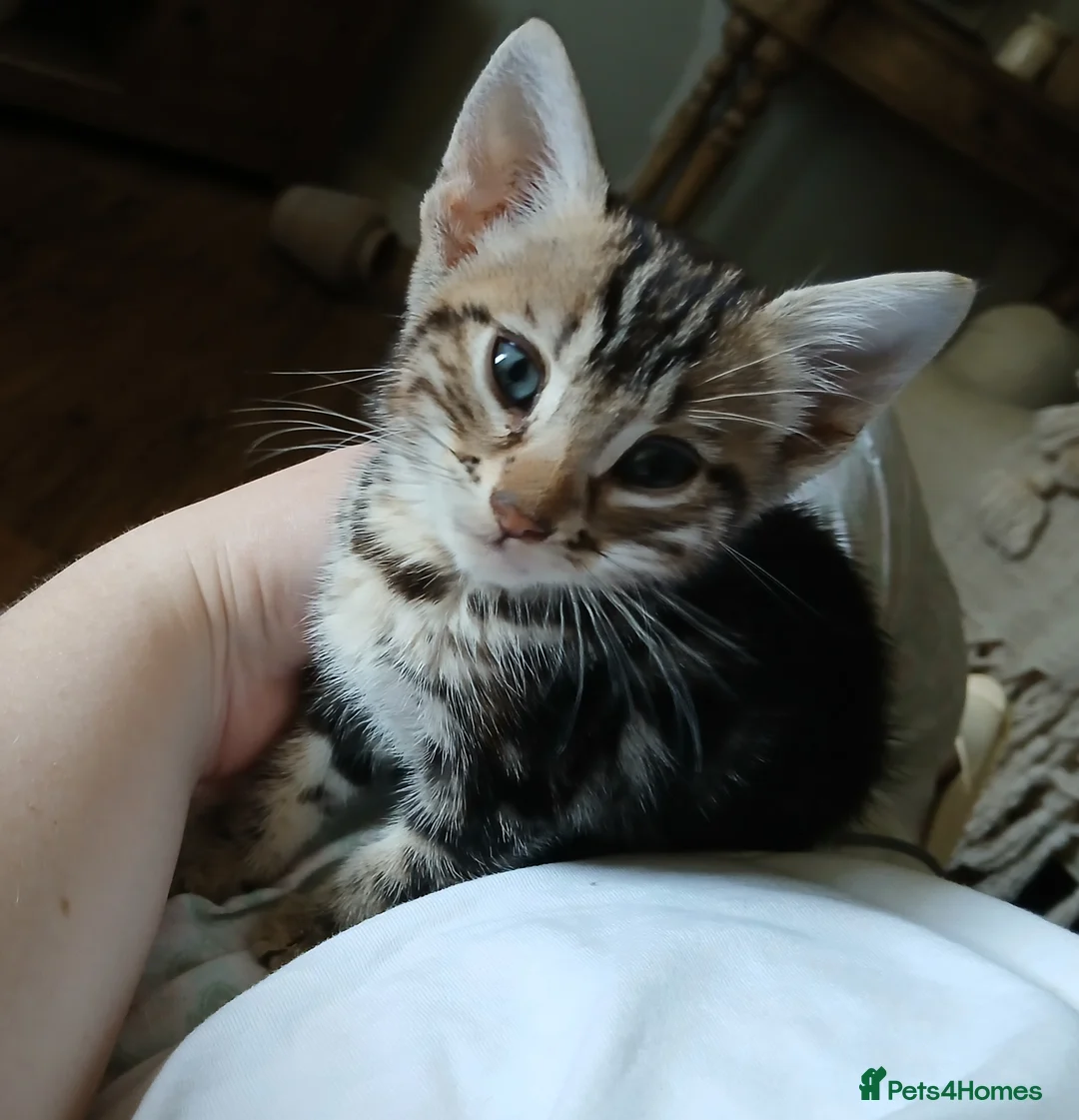 Bengal cats for sale: LAST OF HIS LITTER | KITTEN 3/4 Bengal Boy - Advert 5