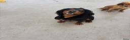 Cocker Spaniel dogs for sale: Working Cocker Spaniel Puppies  - Advert 24