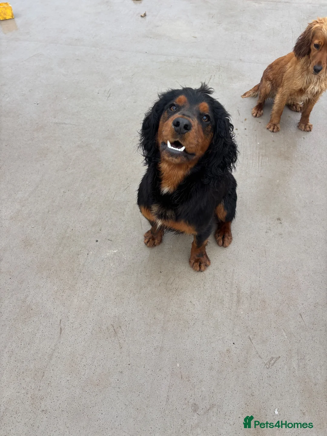 Cocker Spaniel dogs for sale: Working Cocker Spaniel Puppies  - Advert 24