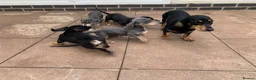 Dachshund dogs for sale: ****4 beautiful boys *** in Nottingham - Advert 30