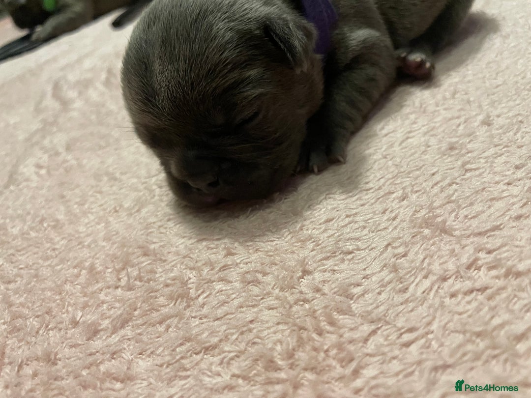 French Bulldog dogs for sale: 7 beautiful male French bull dog pups - Image 15