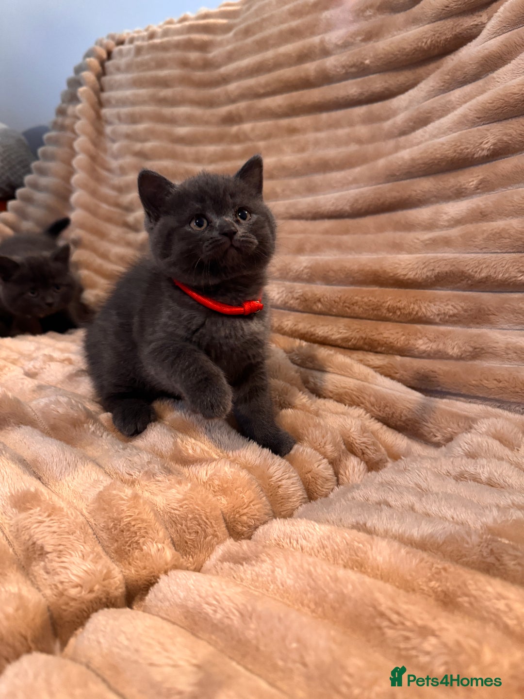 British Shorthair cats for sale: 7 lovely BSH😍 - Advert 15