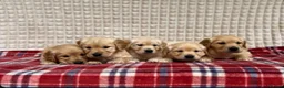 Golden Retriever dogs for sale: GORGEOUS GOLDEN RETRIEVER PUPPIES  in Carmarthen - Advert 20