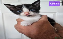 Ragdoll cats for sale: Ragdoll X Kittens - Ready to leave - Image 4