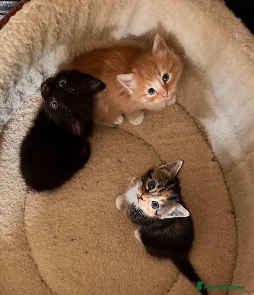 Mixed Breed cats for sale: Beautiful kittens - ONE LEFT  - Image 2