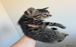 Bengal cats for sale: Beautiful Charcoal Bengal Female Kittens 🐾  - Image 6