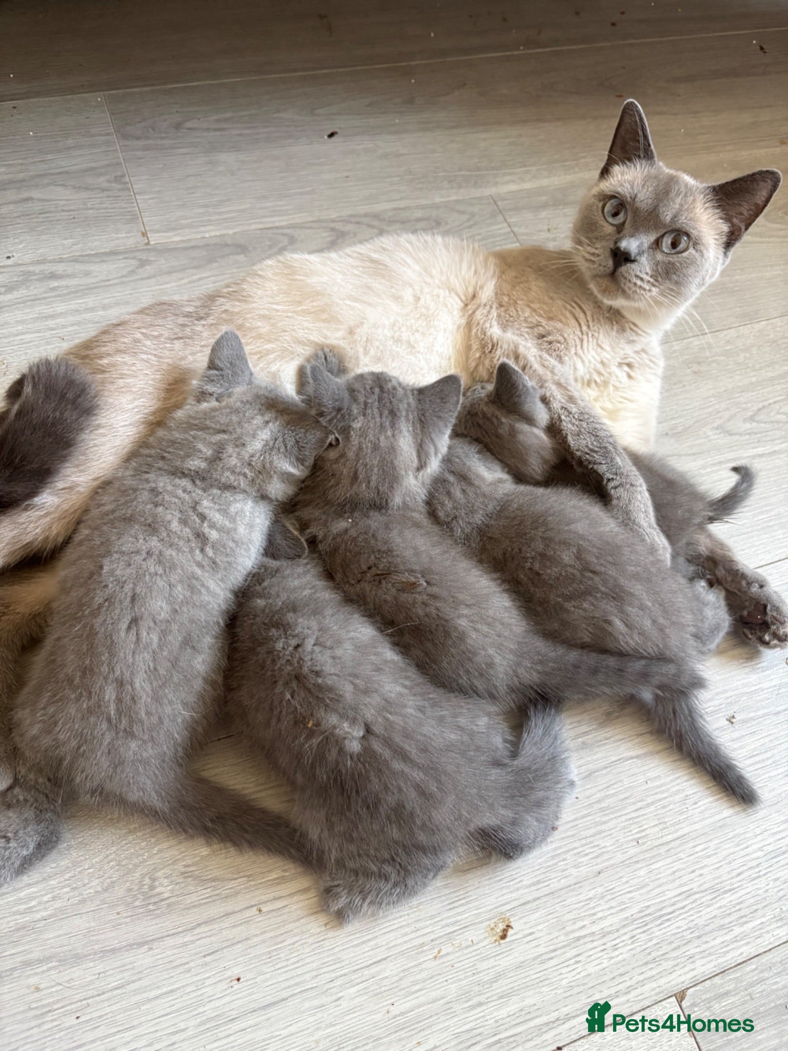 British Shorthair cats Beautiful British Blue Kittens 🩶 - Advert 1