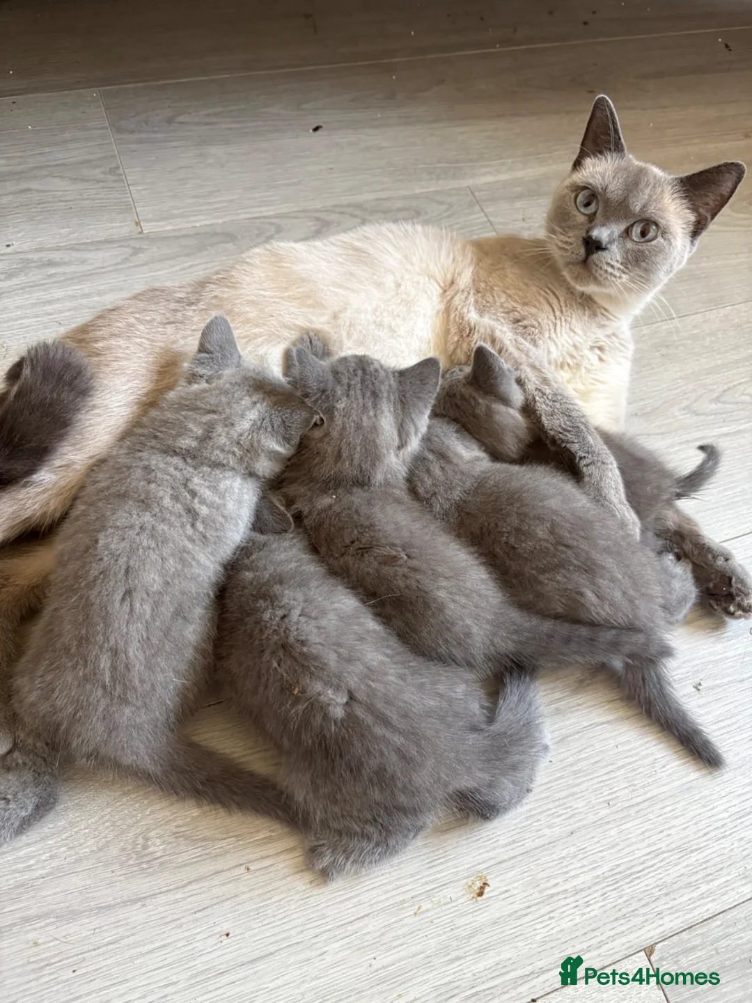 British Shorthair cats for sale: Beautiful British Blue Kittens 🩶 - Advert 1