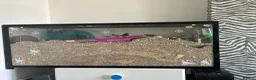 Gerbil rodents for sale: Two female gerbils in London - Advert 2