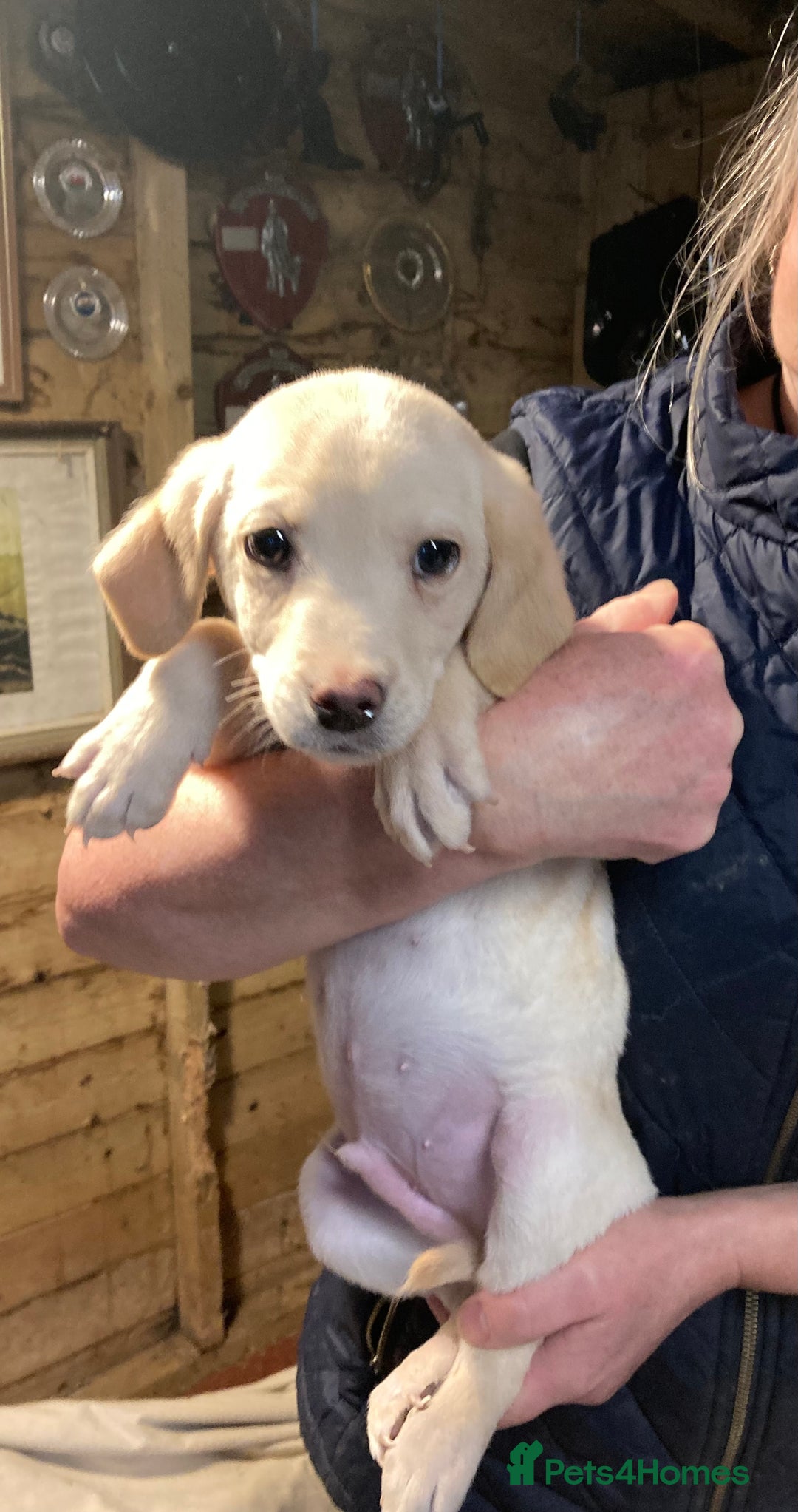 Labrador Retriever dogs for sale: Beautiful Golden Labrador Boy Puppy - Advert 1