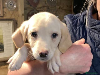 Labrador Retriever dogs Beautiful Golden Labrador Boy Puppy - Advert 11