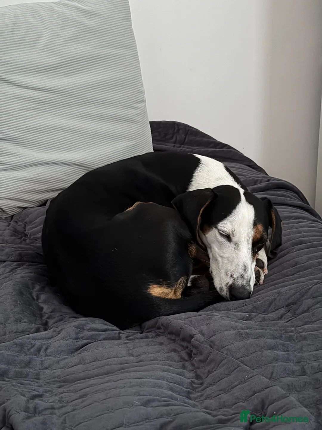 Mixed Breed dogs for sale: Whippet Cross - Bite History in Dagenham - Advert 5