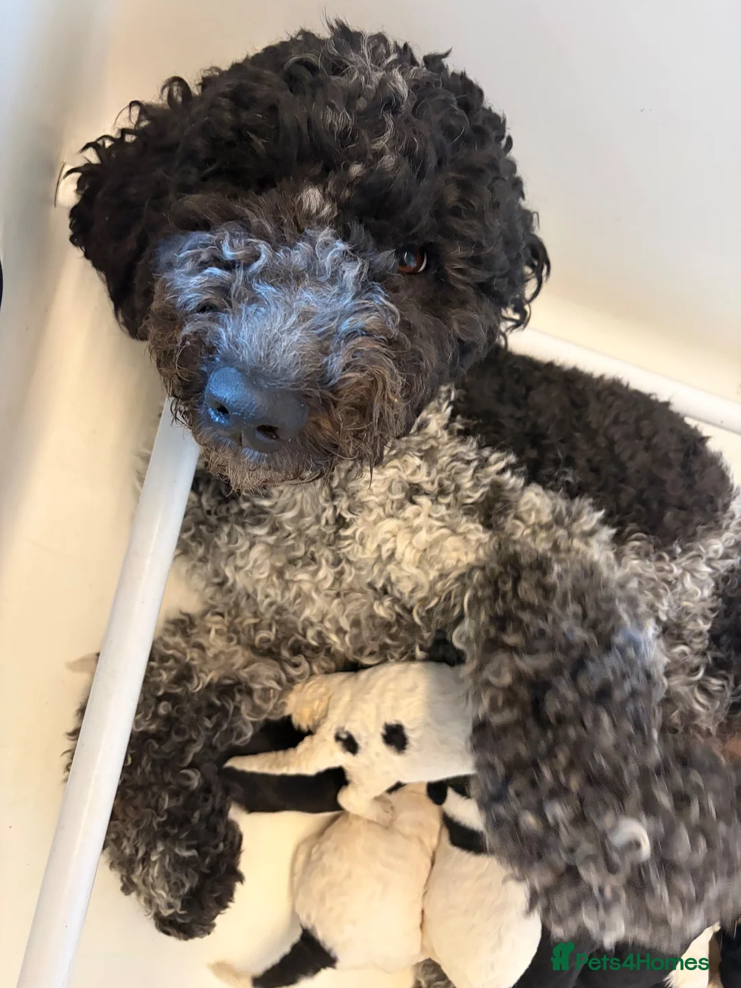 Sheepadoodle dogs for sale: Midi Sheepadoodle Girls READY NOW  - Advert 2