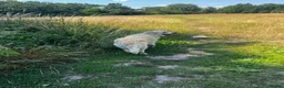 Golden Retriever dogs for sale: Golden Retriever Puppies — Ready from 3rd August - Advert 3