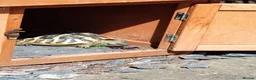Hermann Tortoise reptiles for sale: Male Hermann's tortoise aged 9 years in Hull - Advert 4