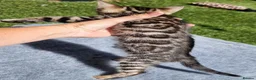 Bengal cats for sale: Beautiful TICA registered Bengal Kittens - Advert 20