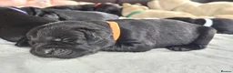 Labrador Retriever dogs for sale: Pedigree Labrador Puppies ready 10th September  - Advert 21