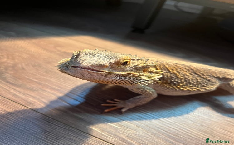 Bearded Dragon reptiles - Advert 2