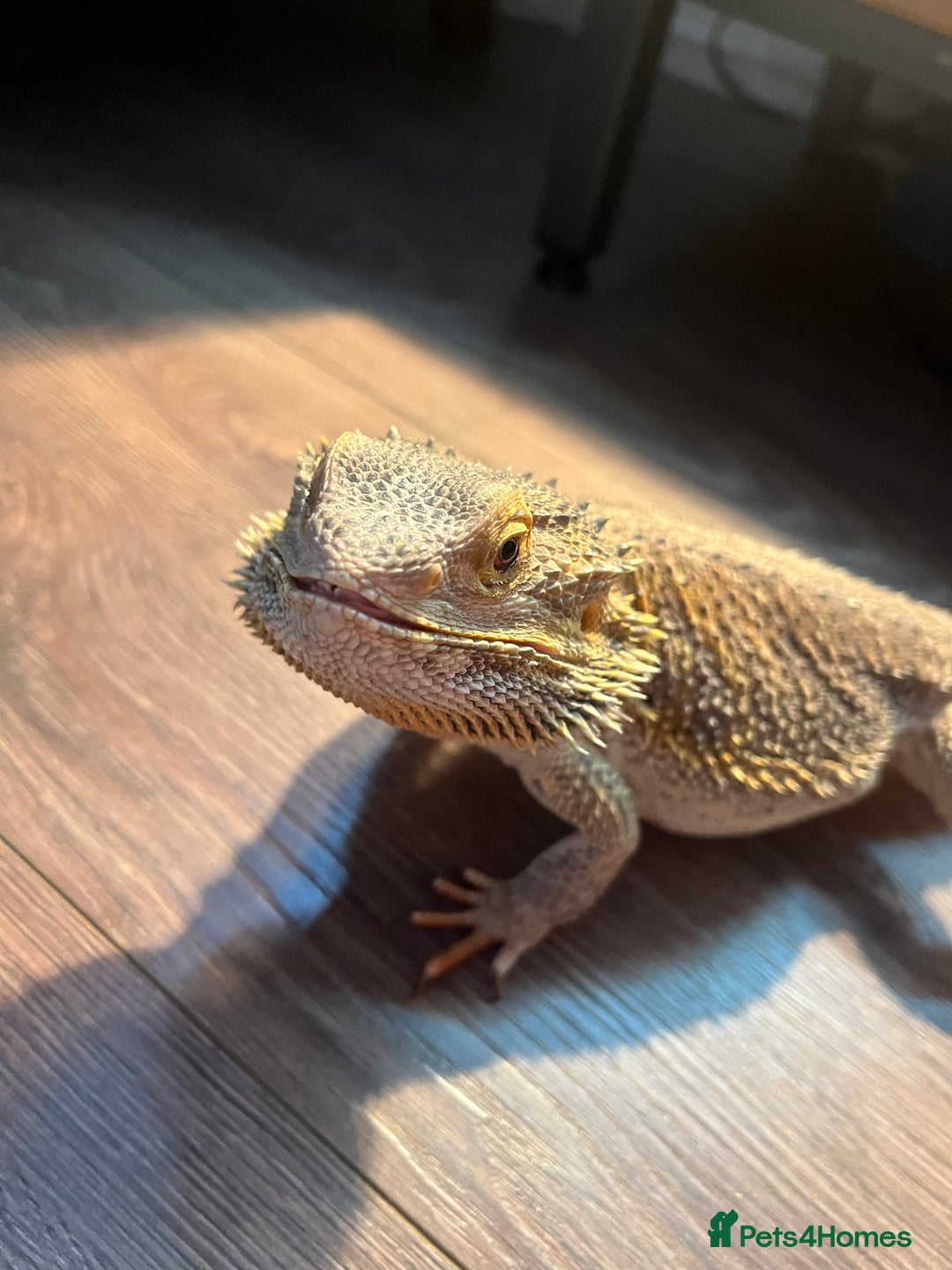 Bearded Dragon reptiles for sale: Male Bearded dragon  - Image 1