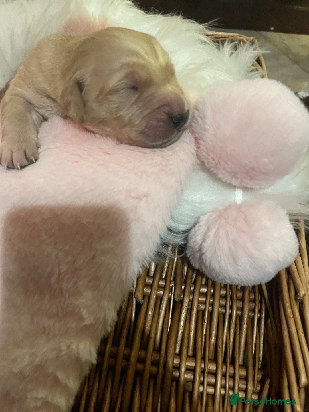 Mixed Breed dogs for sale: Golden retriever x Flatcoat retriever  - Advert 23