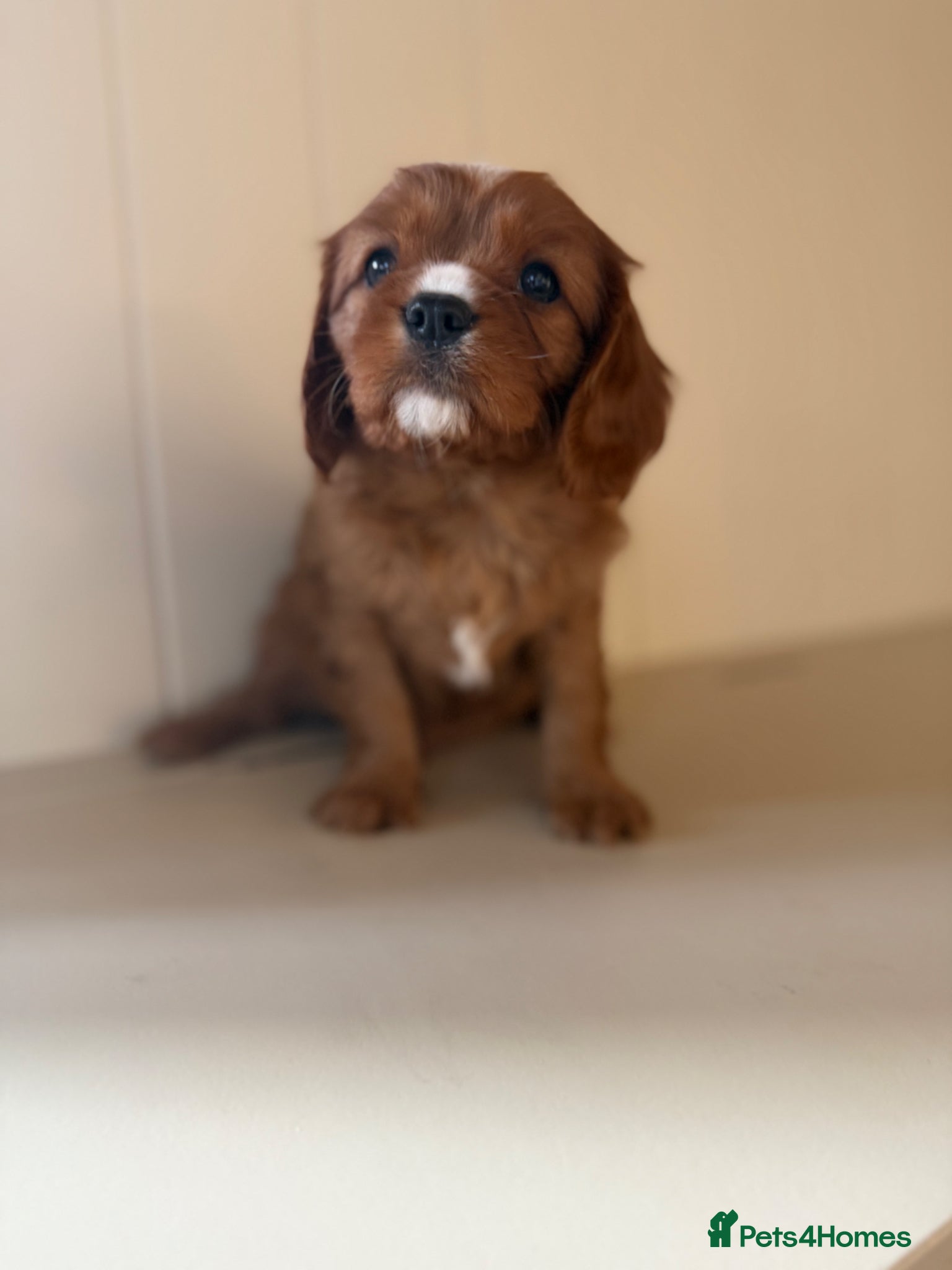 Cavalier King Charles Spaniel dogs E ** te**  Health Tested Bleinham/Ruby Cavaliers  - Advert 5