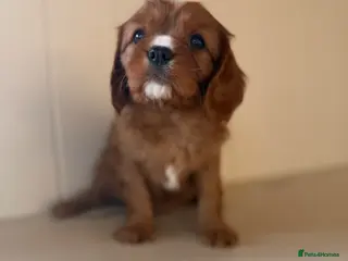 Cavalier King Charles Spaniel dogs E ** te** Health Tested Bleinham/Ruby Cavaliers - Advert 5