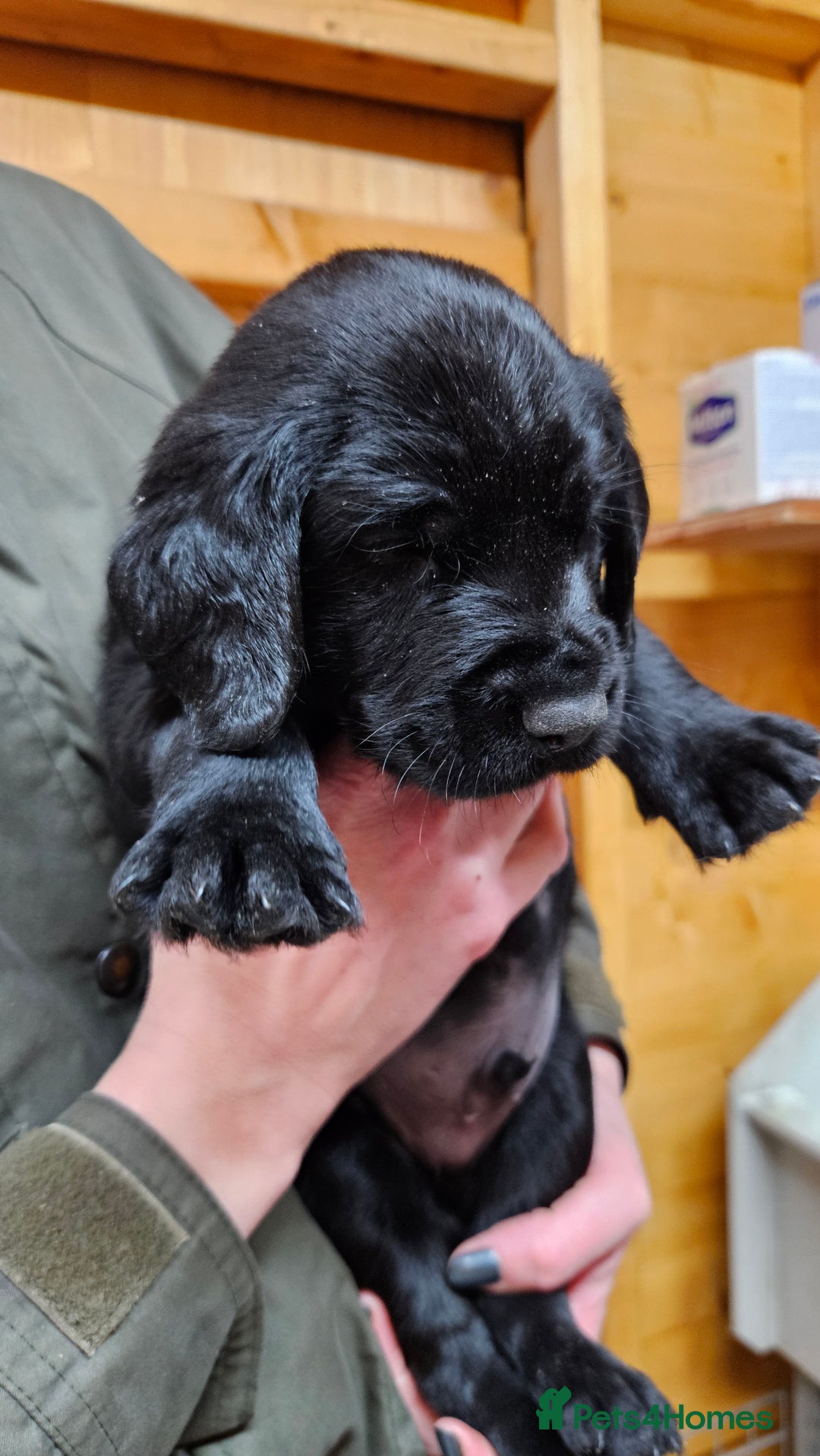 Labrador Retriever dogs for sale: Black labrador x gwp puppies working or pet homes - Advert 13