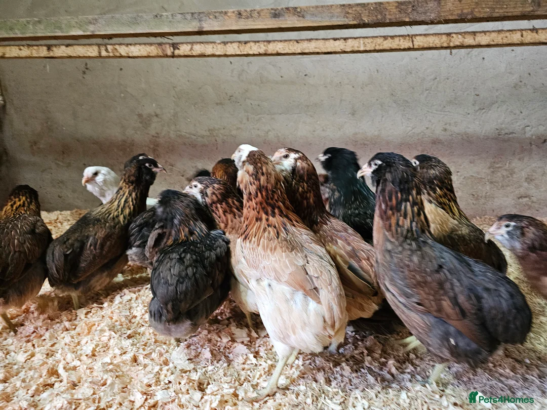 Chickens poultry for sale: Pure breed bantams and large fowl - Advert 5