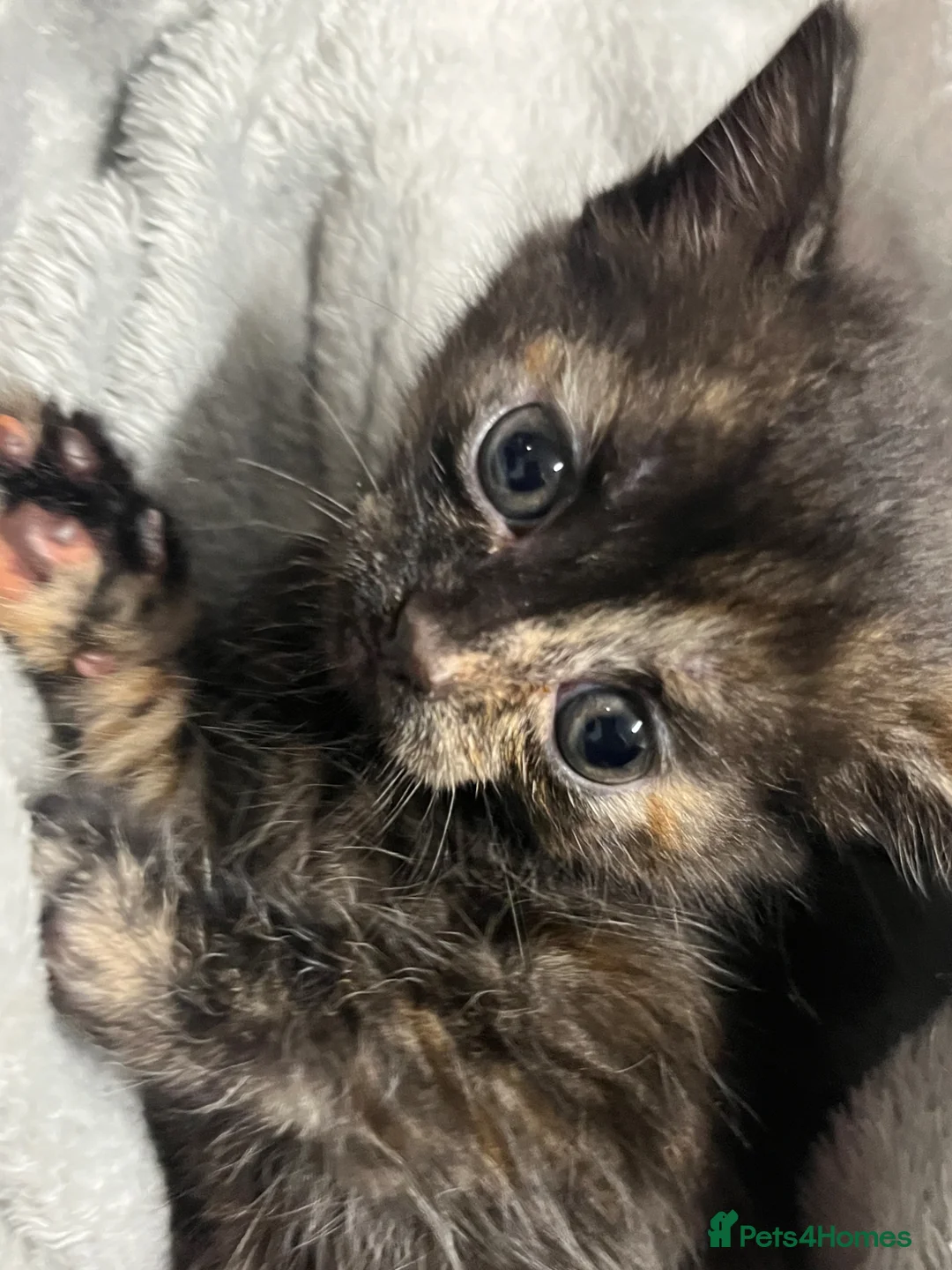 Mixed Breed cats for sale: 🐾 Beautiful Kitten Raised in a Family Home 🐾 - Advert 2