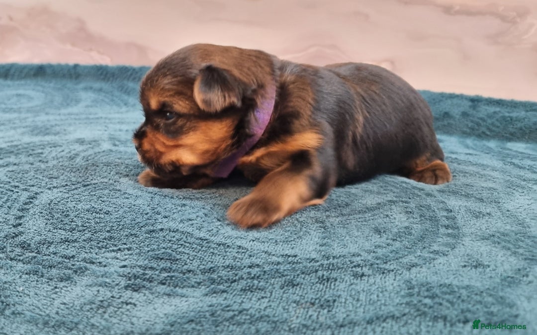 Yorkshire Terrier dogs for sale: 4 Lovely puppies  - Advert 17