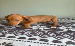 Dachshund dogs for sale: LAST 2 READY NOW Dachshund Puppies (1F, 1M) - Image 14