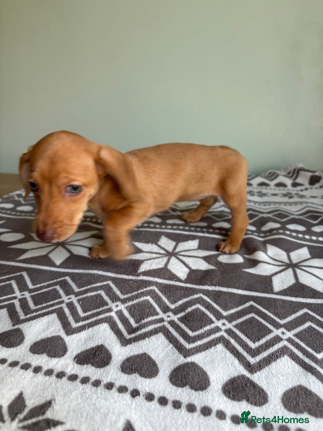 Dachshund dogs for sale: LAST 2 READY NOW Dachshund Puppies (1F, 1M) - Image 14