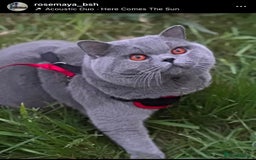 British Shorthair cats for sale: TICA registered Bluebio colour kitten - Image 15