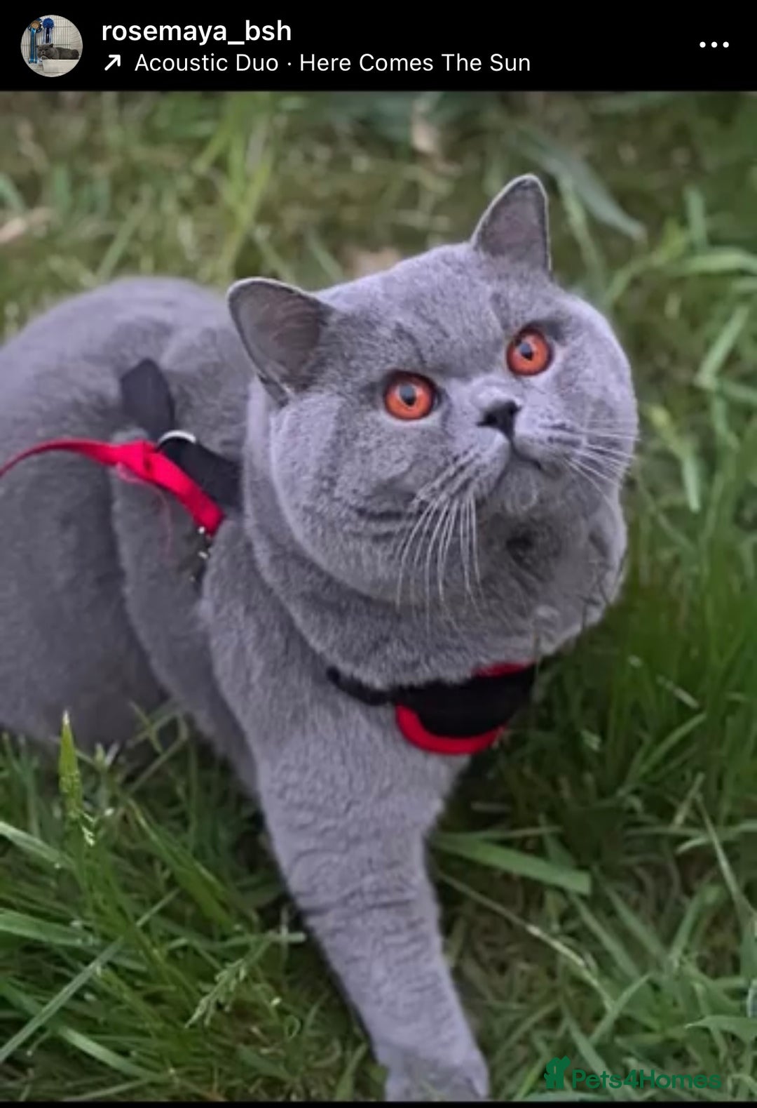 British Shorthair cats for sale: TICA registered Bluebio colour kitten - Image 15