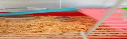 Hamster rodents for sale: Russian Dwarf hamster  in Cwmbran - Advert 3