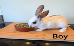 Mini Lop rabbits for sale: Lots of bunnies for sale  - Image 7