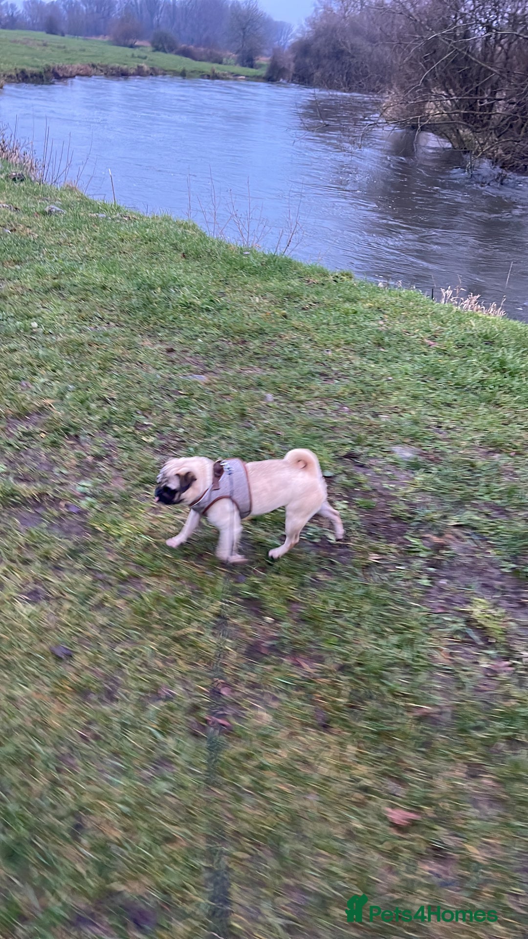 Pug dogs for sale: 5 year old female pug for sale  - Advert 3