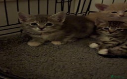 American Shorthair cats for sale: 4 stunning bsh x American short kittens avail - Image 11