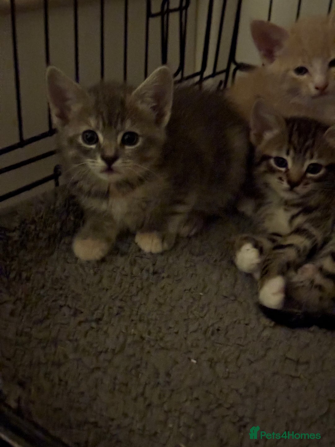 American Shorthair cats for sale: 4 stunning bsh x American short kittens avail - Image 11